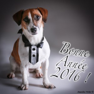 voeux chien meuse