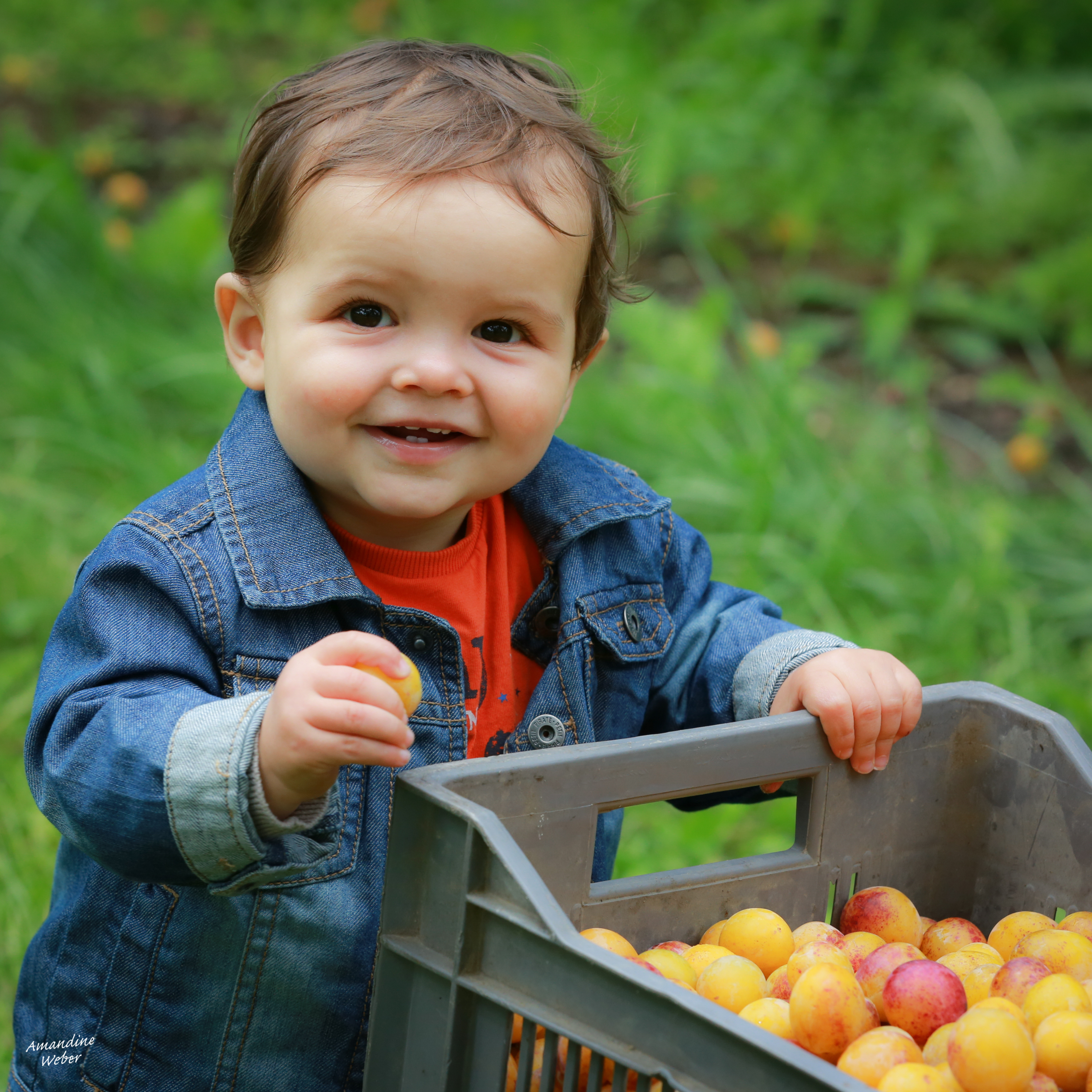 Saison des mirabelles ‹ Reg'art photo – Amandine Weber